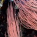whip_sea_ncg_v_0010_pal0012.jpg